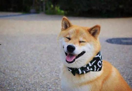 柴犬男星爆料视频大全集,揭秘娱乐圈幕后故事